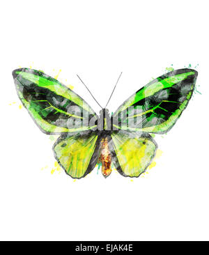 Aquarell Bild des tropischen Schmetterling Stockfoto