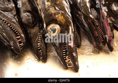 Köpfe der schwarzen Degenfisch Verlegung auf Eis am Fischmarkt Funchal Madeira Portugal Stockfoto