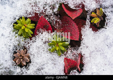 Pflanzen im Schnee, Lappland, Schweden Stockfoto