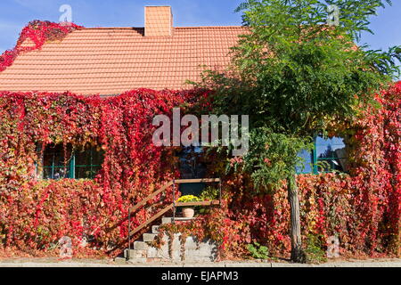 überwucherte Haus Stockfoto