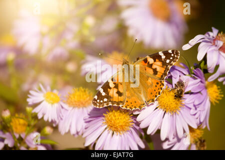Schmetterling Vanessa cardui Stockfoto