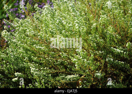 Heide-aster Stockfoto