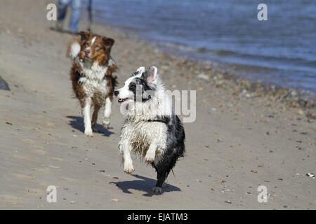 Australian Shepherds Stockfoto