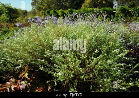 Heide-aster Stockfoto