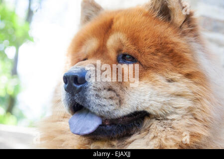 Rasse der Hund Chow-chow zu schützen Stockfoto