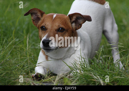 Parson Jack Russell Terrier Stockfoto