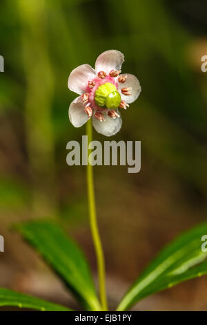 kleine rosa Blume Stockfoto