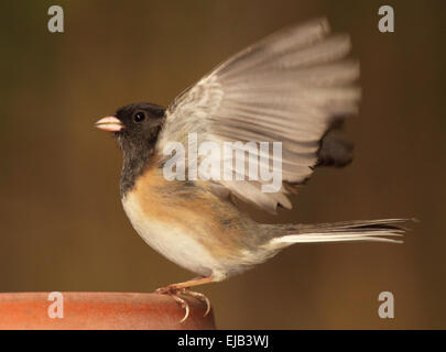 Ein dunkel-gemustertes Junco spiegeln seine Flügel. Stockfoto