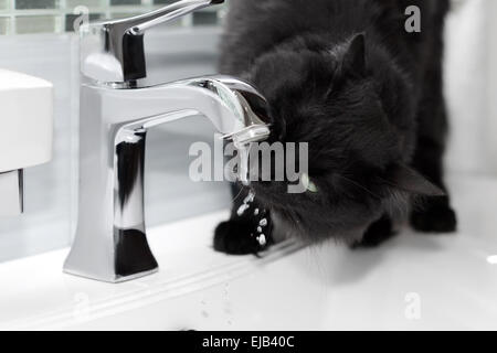 schwarze Katze trinkt Wasser aus dem Wasserhahn Stockfoto