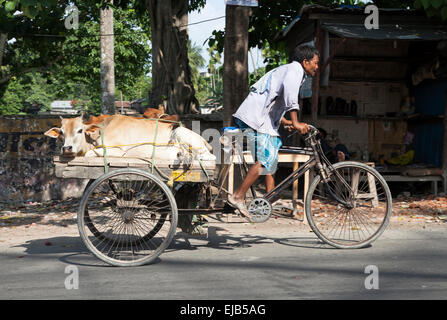 Dreirad-Rikscha tragen angebundene Kühe in der Nähe von Cooch Behar, Westbengalen, Indien Stockfoto