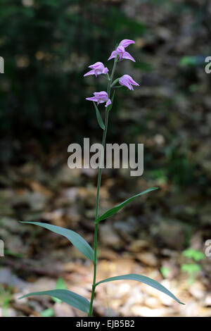 Red Helleborine, Cephalanthera rubra Stockfoto