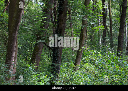 Danube Aue Wald, Deutschland, Bayern Stockfoto