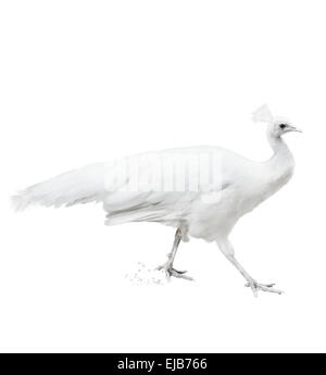Aquarell Bild der weiße Pfau Stockfoto