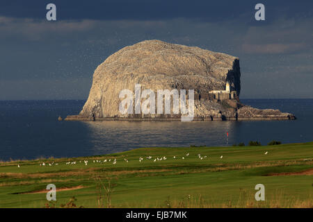 Bass Rock, Schottland Stockfoto