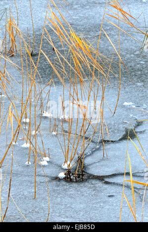 auf gefrorenem Wasser Stockfoto