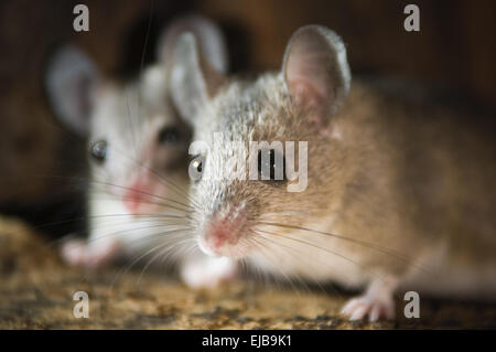 zwei Mäuse im nest Stockfoto