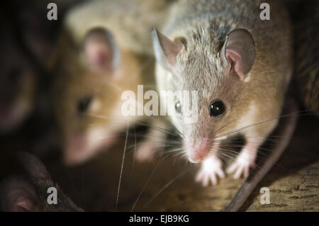 Maus im nest Stockfoto