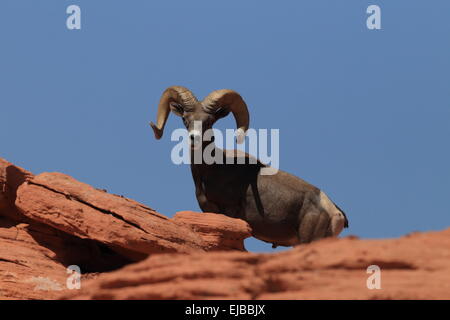 Dickhornschafe Valley of Fire Nevada Stockfoto