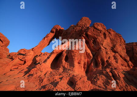 Elephant Rock Valley of Fire Nevada Stockfoto