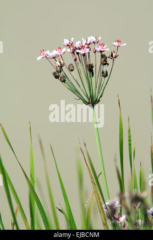 Blühende Rush, Butomus umbellatus Stockfoto