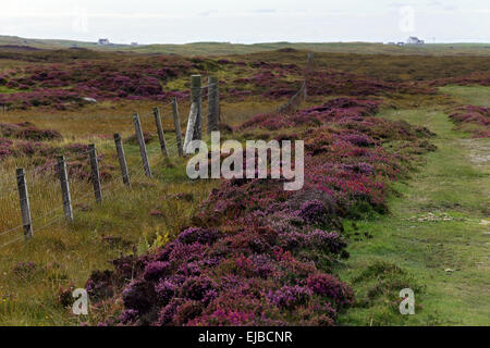 Heather, South Uist, äußeren Hebriden, Schottland Stockfoto