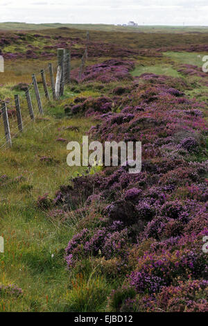 Heather, South Uist, äußeren Hebriden, Schottland Stockfoto