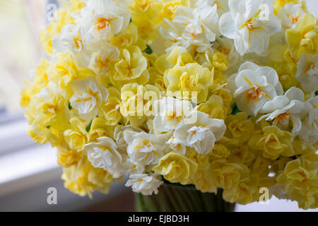 Stillleben mit geschnittenen Narcissus Fröhlichkeit, Sir Winston Churchill und Bridal Crown in Korb Stockfoto
