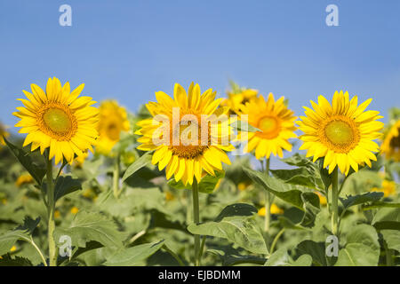 Sonnenblumen blühen Hintergrund Stockfoto