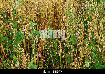 Hafergras wächst im Feld - Hintergrund. Stockfoto