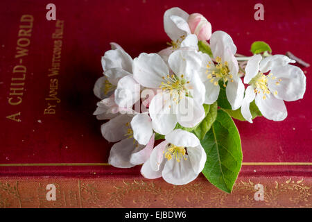 Nahaufnahme von Apfelblüten des Baumes Evereste Zierapfel rote Buch Stockfoto
