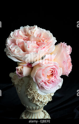 Abraham Darby rose, ein David Austin English rose Stockfoto