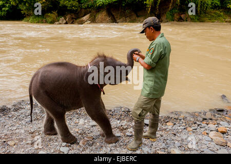 Nationalpark-Ranger und weiblich-Baby-Elefant namens Amelia im Gunung Leuser Nationalpark, Sumatra. Stockfoto