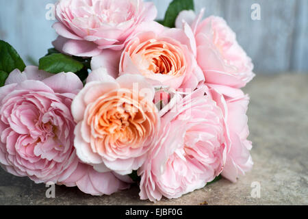 Rosa Königin von Schweden, ein David Austin English rose, geschnitten und liegen auf einem Steintisch Stockfoto