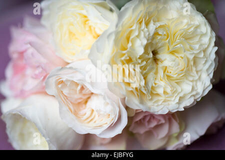 Bouquet von David Austin English rose Geduld mit anderen Englisch und Gartenrosen, fotografiert in Paris, Frankreich Stockfoto