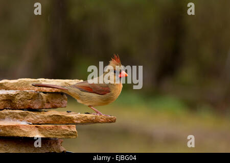 Stationärer weiblicher Kardinal, Cardinalis cardinalis Stockfoto