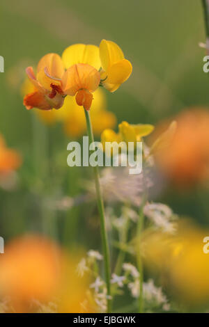 Gemeinsame Birdsfoot Kleeblatt Stockfoto