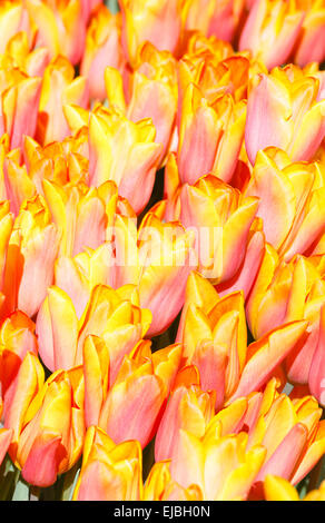 Schöne rot-gelbe Tulpen Nahaufnahme. Stockfoto