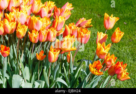 Schöne rot-gelbe Tulpen Nahaufnahme. Stockfoto