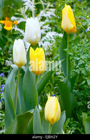 Schöne weiße und gelbe Tulpen (Nahaufnahme). Stockfoto