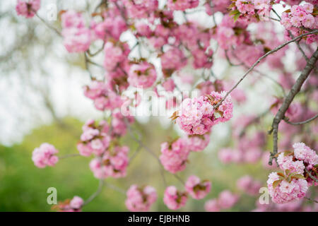 Blüten von Kwanzan Kirschbaum im Jardin des Plantes, Paris, Frankreich, Frühling Stockfoto