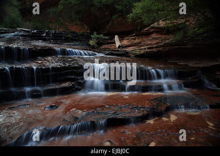 Kaskade am Virgin River durch die Narrows Canyon Stockfoto