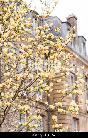 Blüten gelb Magnolienbaum im Frühling in Paris, Frankreich Stockfoto