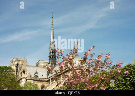 Kwanzan Kirsche Bäume blühen in den Gärten an der Kathedrale Notre Dame, Paris, Frankreich Stockfoto