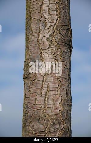 Europäische Wildbirne Stockfoto