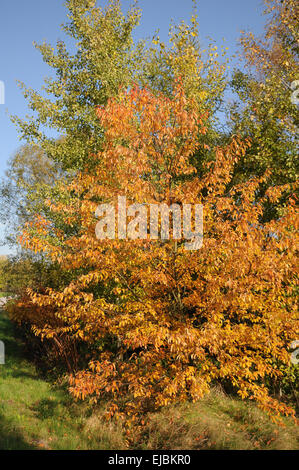 Black cherry Stockfoto
