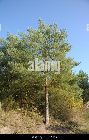 Föhren Stockfoto