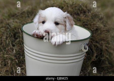 Border-Collie-Welpen in einem Eimer Stockfoto