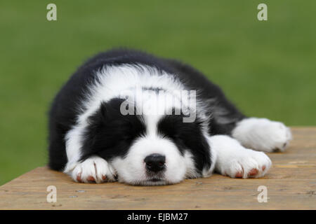 Border-Collie-Welpen Stockfoto