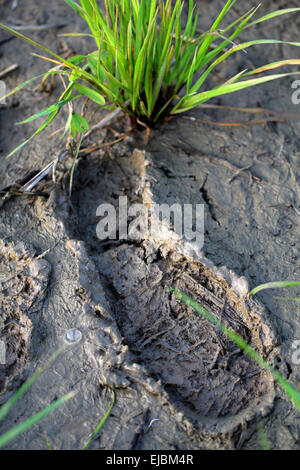 Fußabdruck im Schlamm Stockfoto