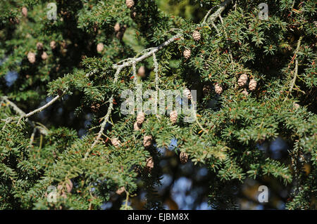 Hemlock Tanne, Zapfen Stockfoto